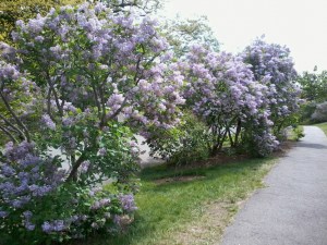 Lilacs at the Arnold Arboretum