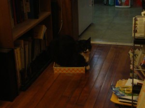 Sometimes in the evening, she sits on her cat scratcher with her paws crossed.