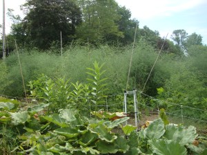 The asparagus bed