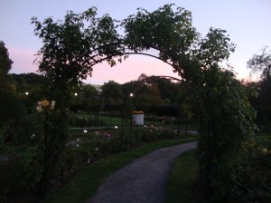 The garden at sunset