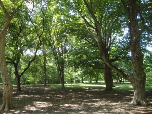 Arnold Arboretum
