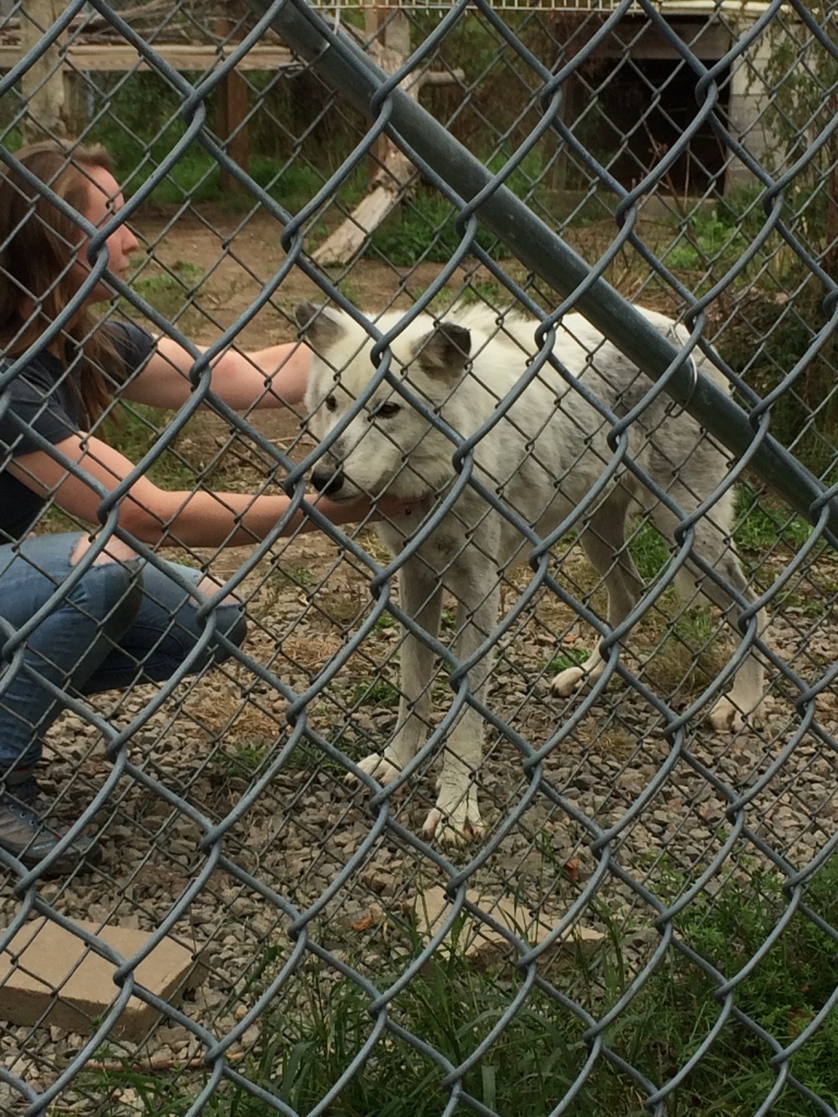 Wolf Hollow wolf sanctuary in Ipswich, MA
