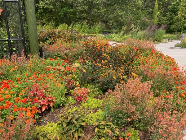 group of orange flowers in a garden