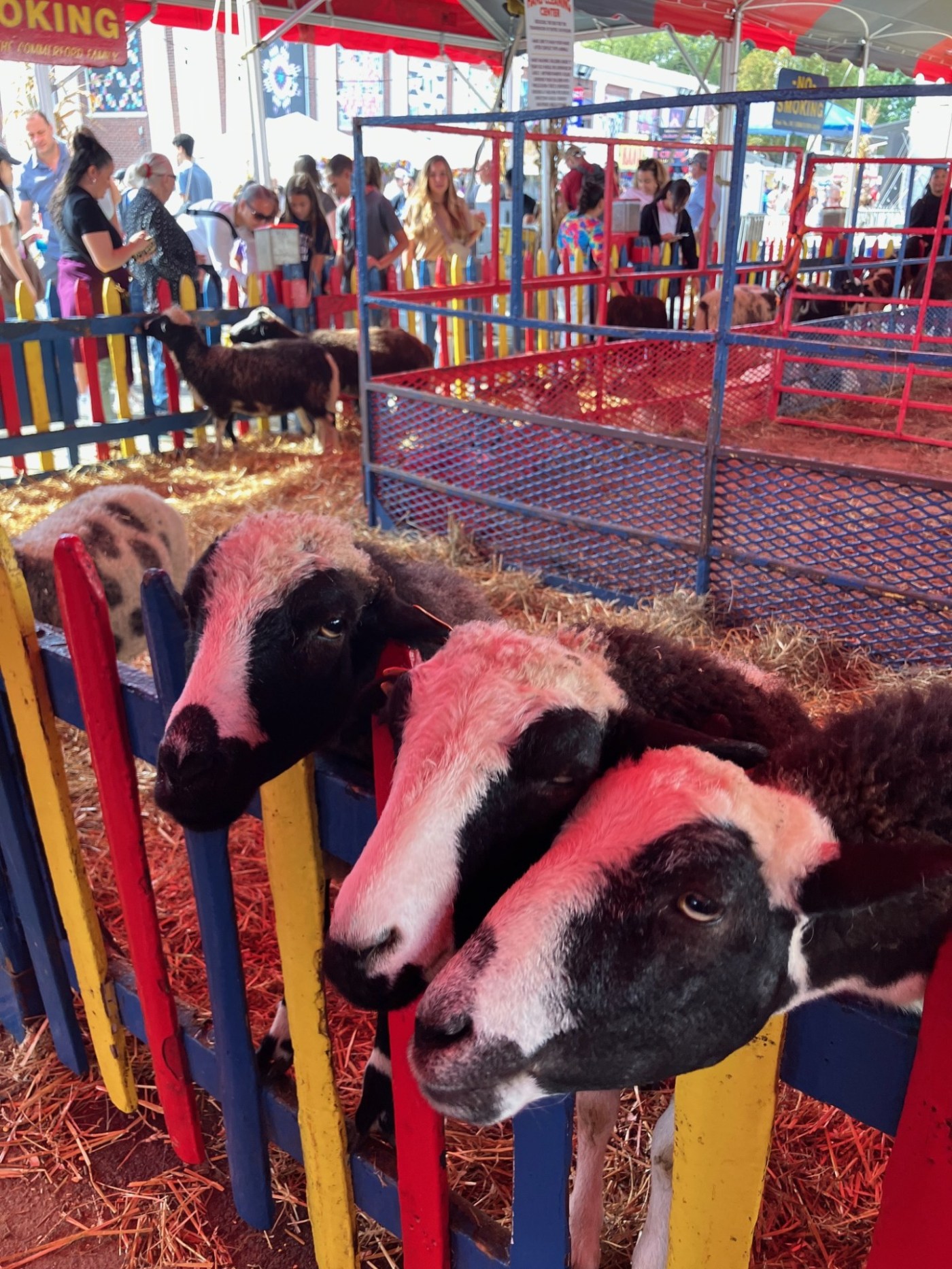 goats at the Big E in Springfield, MA